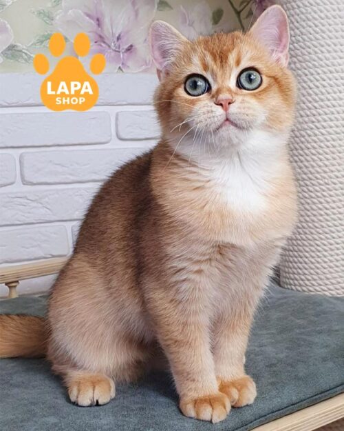 золотий британець