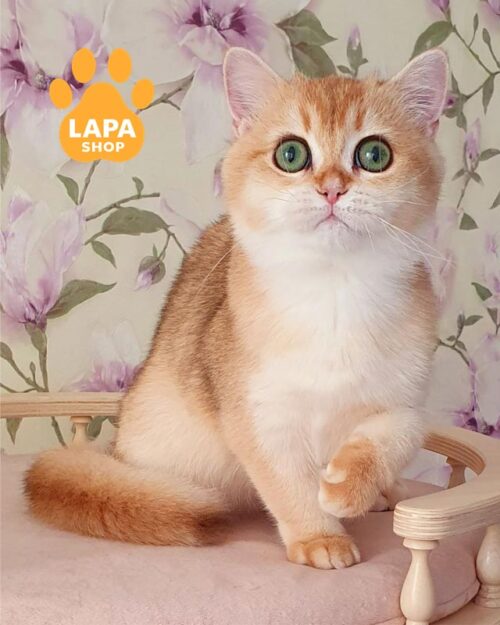 золота британка