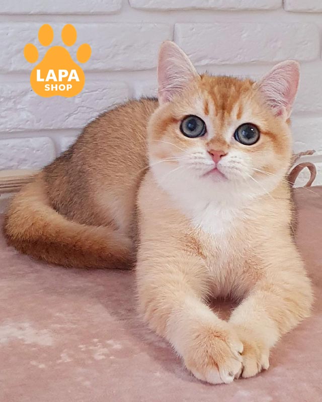 золота британка