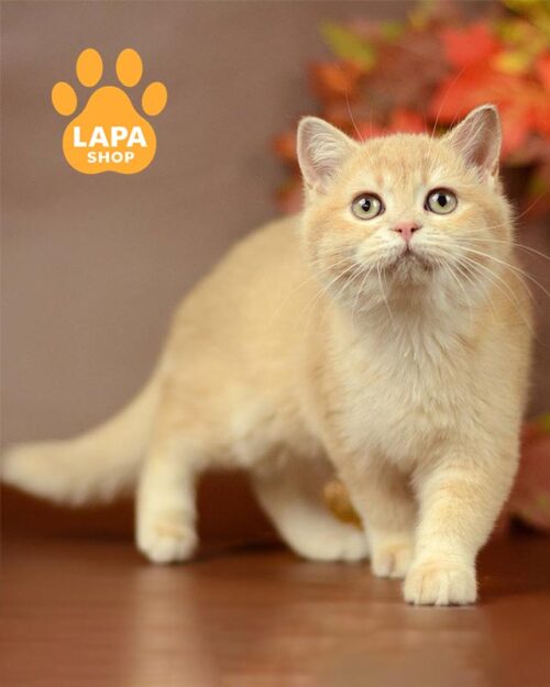 золотая британка