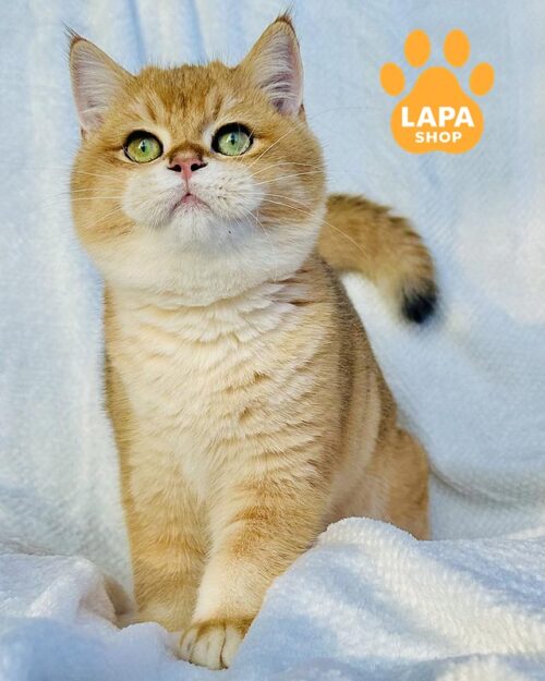 золотий британець