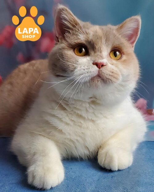 британська короткошерста