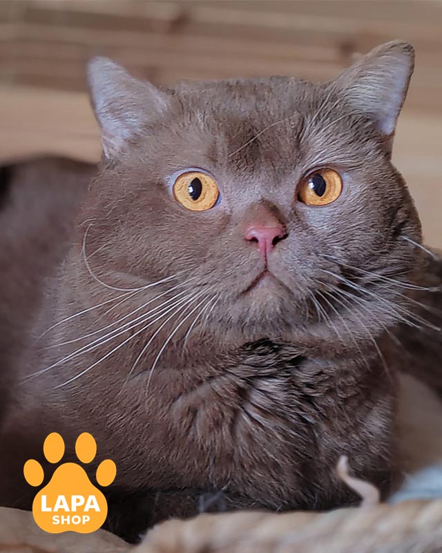 циннамоновый британец