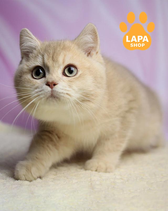 lilac golden British