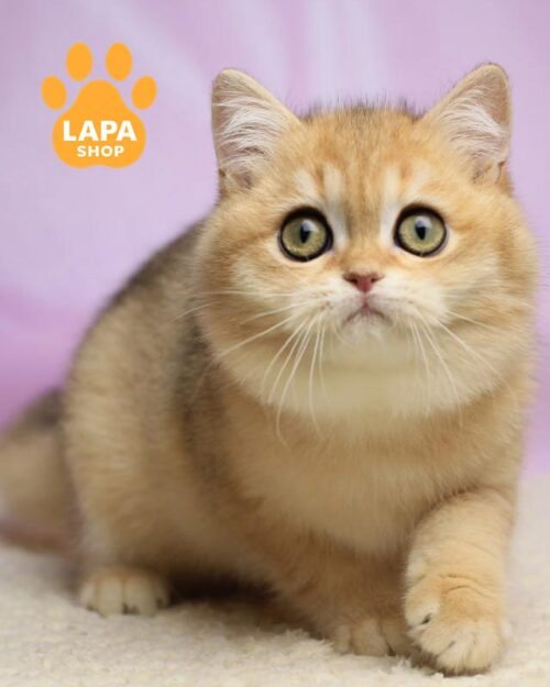 золотий британець