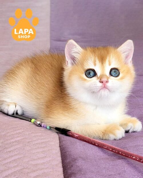 Ulyana is a Gentle British Lady in a Spectacular Chocolate Gold Fur Coat bri ulyana3