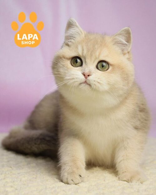 lilac golden British