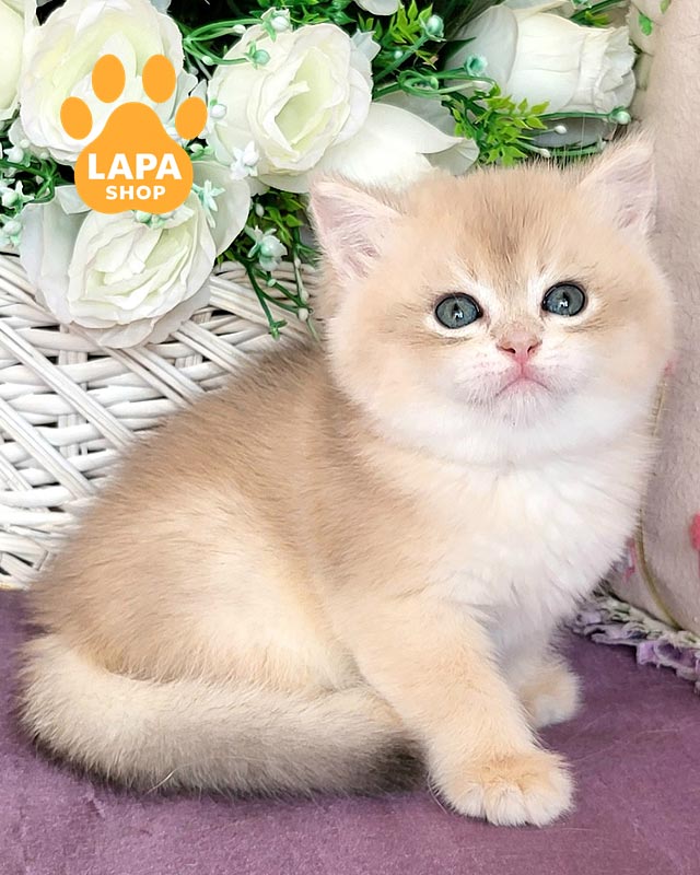 голубо-золотой британец