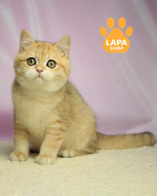 плямисто-золотий британець