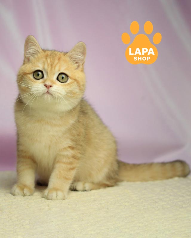 плямисто-золотий британець