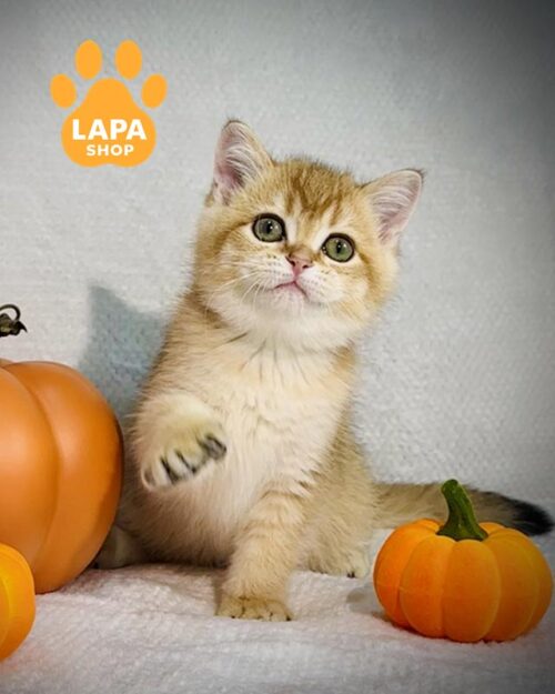 золотий британець