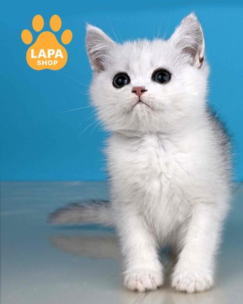 Cute British Kitten in a Delicate Silver Color Xanti bri xanti3