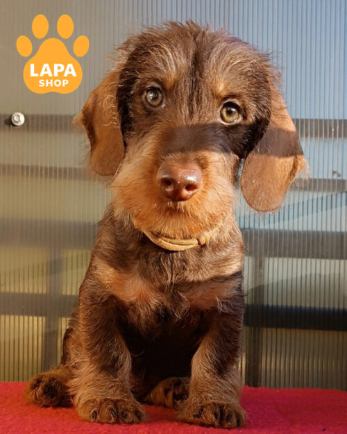 коричнева жорсткошерста такса