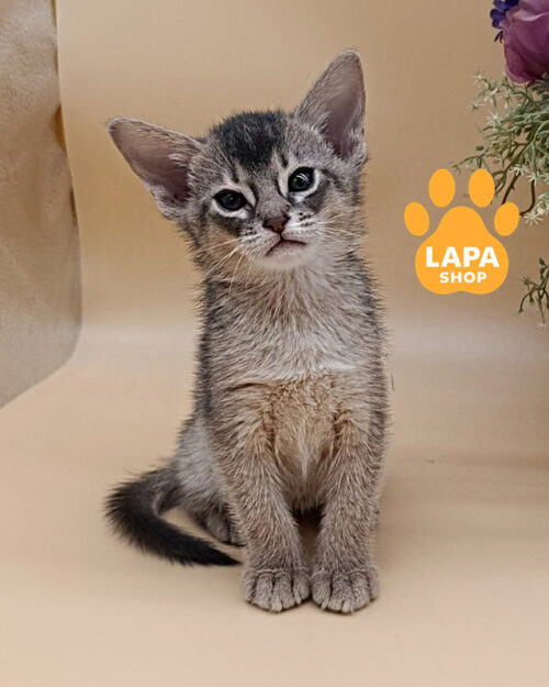 блакитна абісинська