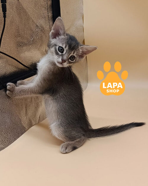 blue Abyssinian