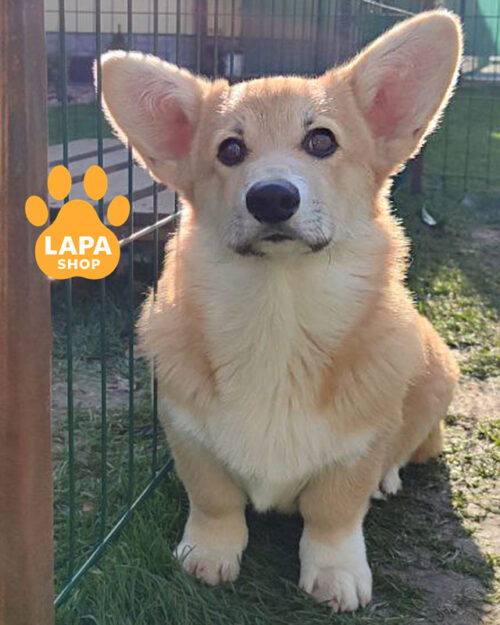 рыже-белый вельш корги пемброк