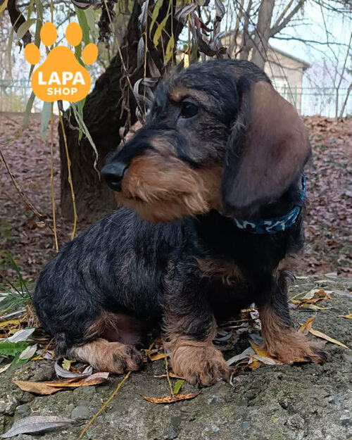 жорсткошерста такса