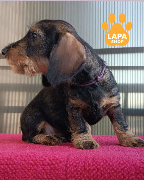 жестокошерстная такса