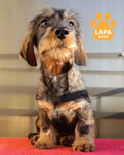 жорсткошерста такса