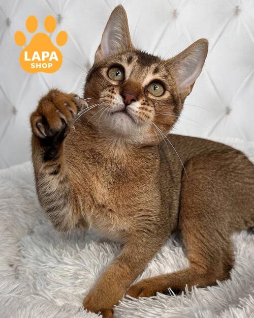 кішка чаузі F5