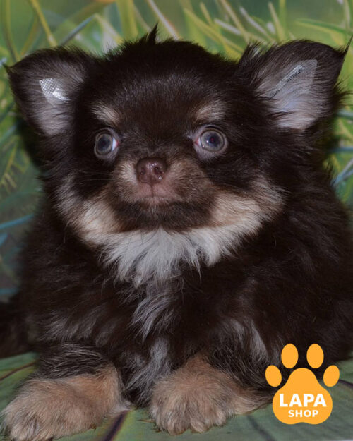 chocolate tan chihuahua