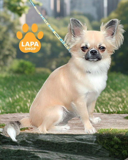 кремова чихуахуа