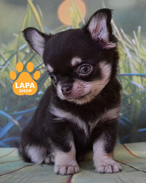 chocolate tan chihuahua