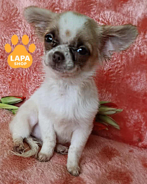 біло-рудий чихуахуа