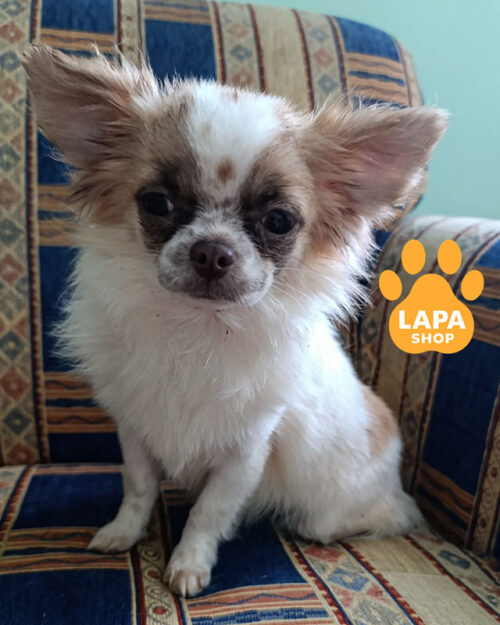 біло-руда чихуахуа