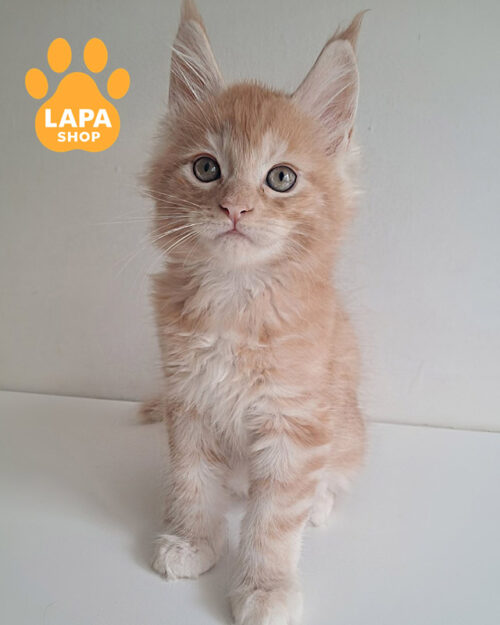 червоний плямистий мейн-кун