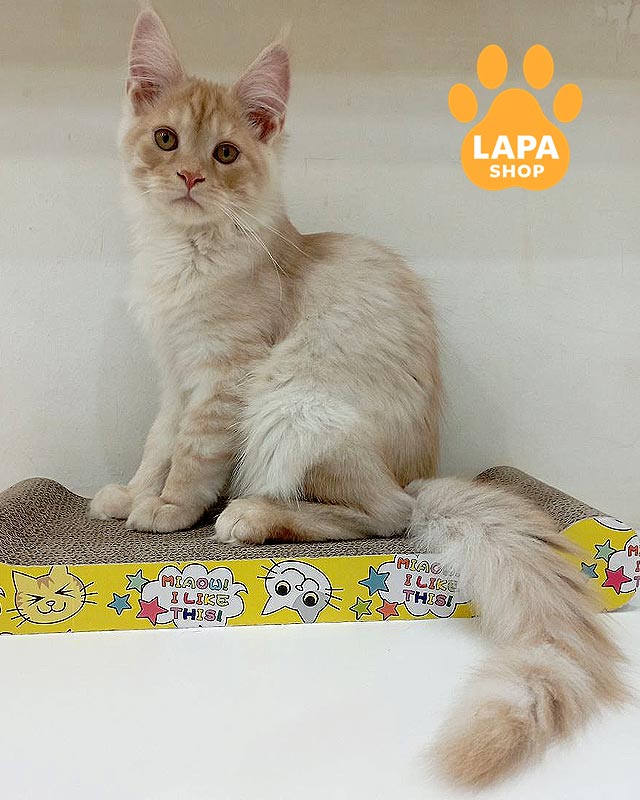 червоний плямистий мейн-кун