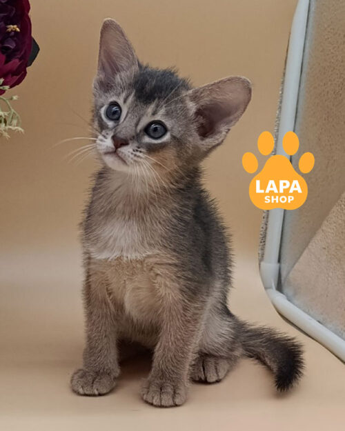 блакитна абісинська