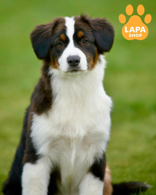 триколорный аусси