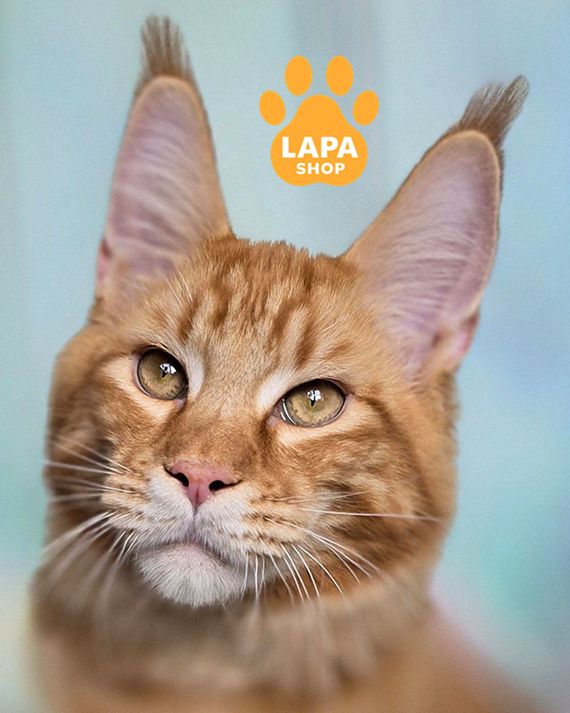 червоний мармуровий мейн-кун