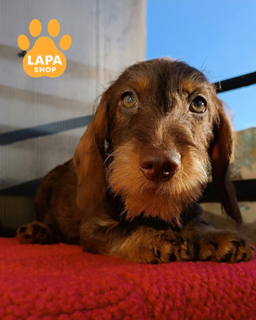 коричневая жестошерстная такса