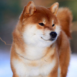 Милая красавица Akina Kaizen породы шиба-ину рыжего окраса dad 2