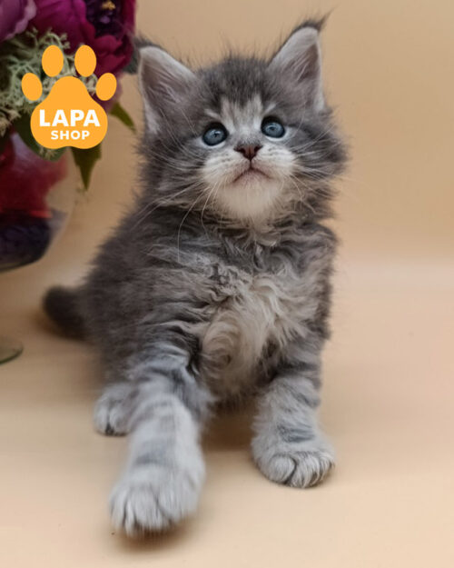 черный серебристый мейн-кун