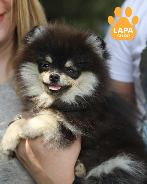 black and tan Pomeranian