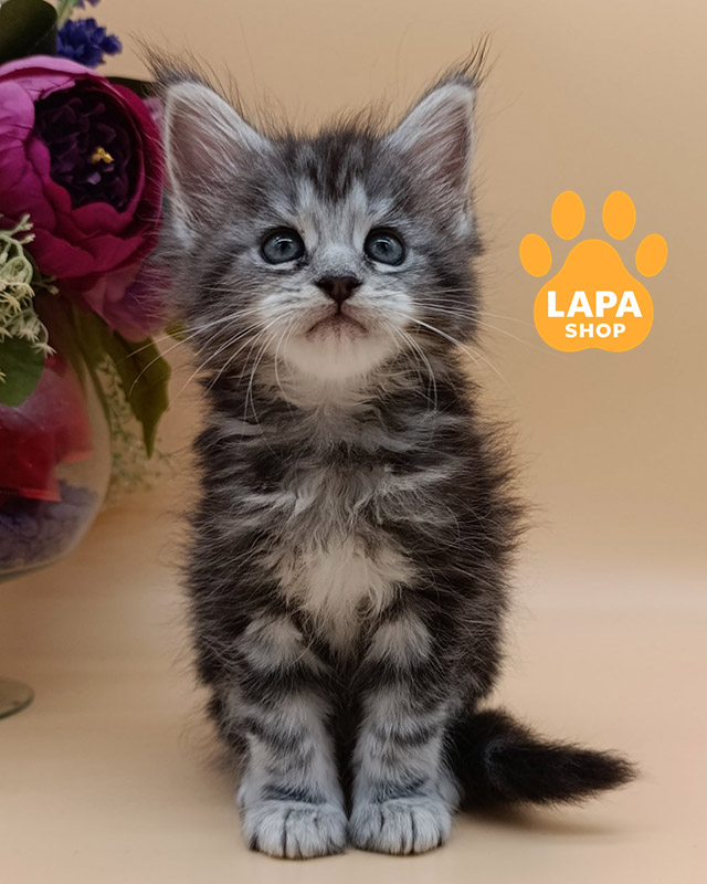 сріблястий мармуровий мейн-кун