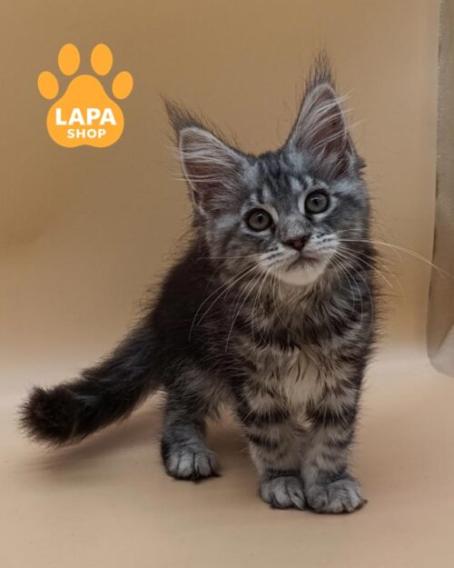 сріблястий мармуровий мейн-кун