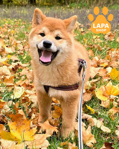 Рудий хлопчик Дayo породи шиба-іну