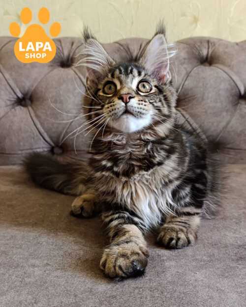 чорне таббі мейн-кун