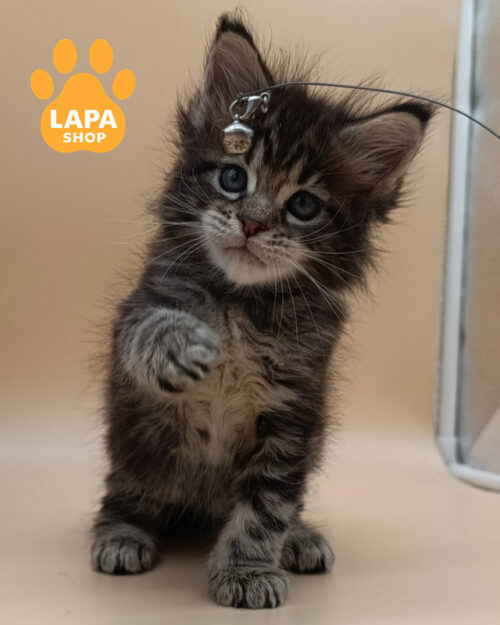 чорний сріблястий мейн-кун