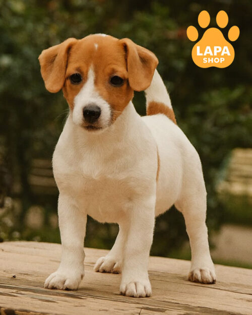 біло-рудий джек-рассел-тер'єр