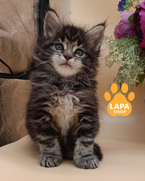 сріблястий мармуровий мейн-кун