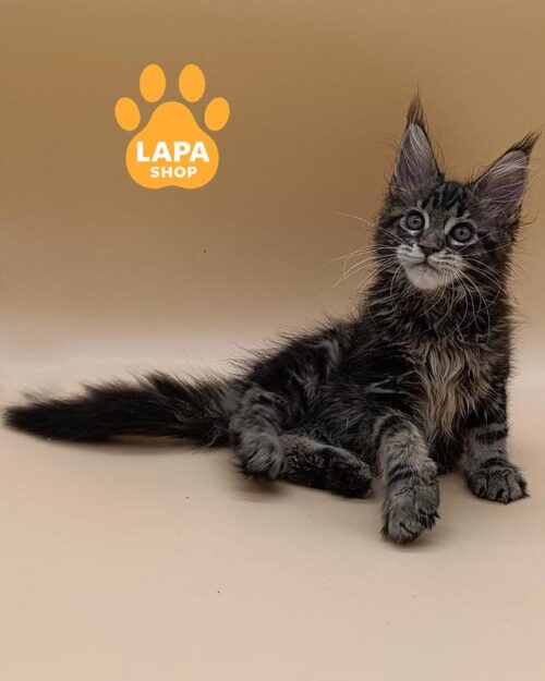 сріблястий мармуровий мейн-кун