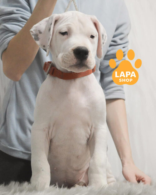 білий аргентинський дог