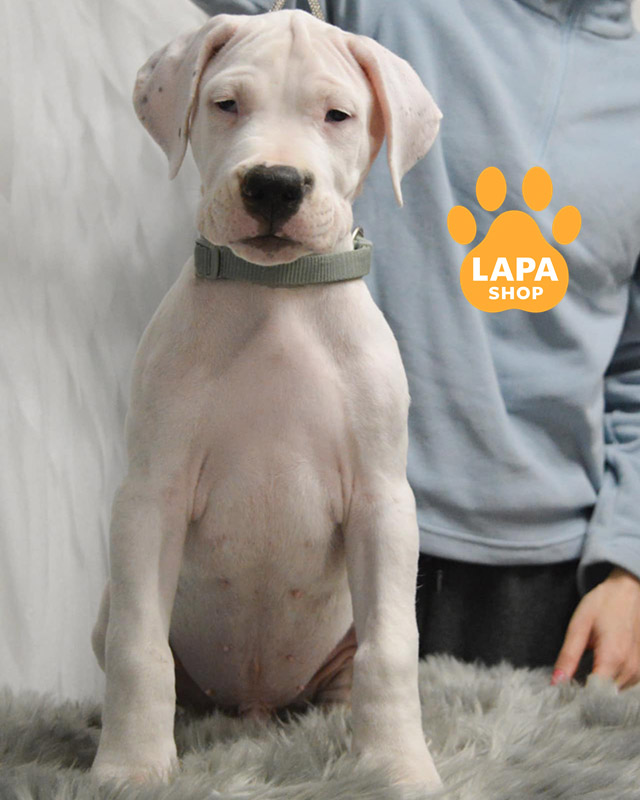 білий аргентинський дог