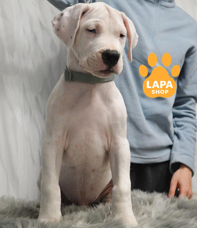 Dogo-Argentino-02