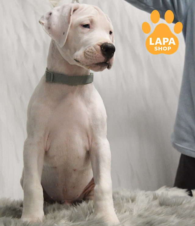 Dogo-Argentino-04